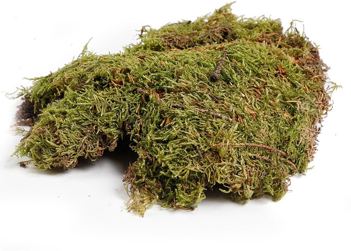 vdvelde.com - Natuur Mos - Voor een natuurlijke uitstraling - Afmetingen: L 30 x B 20 x H 5cm - Voor decoratie