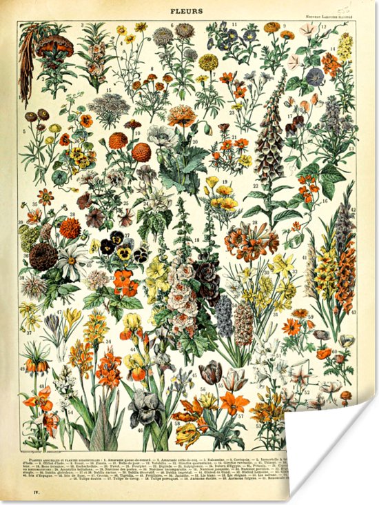 Poster Planten - Bloemen - Design