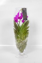 Vanda Orchidee rood in vaas Majestic | Vanda Orchidee