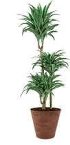 Dracaena Warneckei in Artstone Claire bruin | Drakenbloedboom