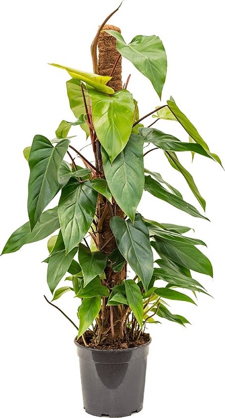 Philodendron Emerald mosstok