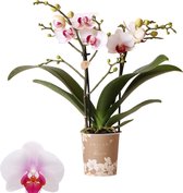 Phalaenopsis Mineral Gibraltar | Orchidee