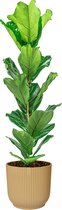 Ficus Lyrata in Vibes geel | Vioolbladplant / Tabaksplant