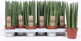 Kamerplanten van Botanicly – 4 × Vrouwentongen – Hoogte: 25 cm – Sansevieria Straight