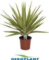 Kamerplant van Botanicly – Palmlelie – Hoogte: 60 cm – Yucca Jewel