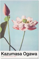 Grupo Erik Lotus Flowers By K Ogawa  Poster - 61x91,5cm