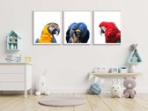 Poster Set 3 Papagaaien geel blauw rood / Jungle / Safari / 80x60cm