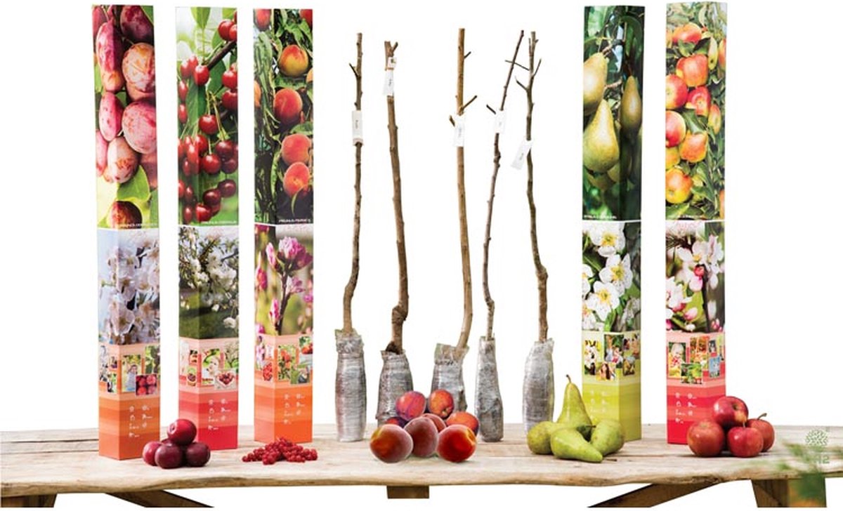 10 fruitbomen die perfect groeien in potten en zelfs op het 10 fruitbomen die perfect groeien in potten en zelfs op het