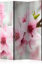 Walljar - Vouwscherm - Spring, blooming tree - pink flowers [Room Dividers]