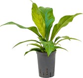 Anthurium jungle bush XS hydrocultuur plant
