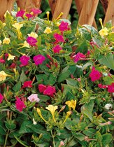 100x Vaste planten 'Mirabilis jalapa'  - BULBi® bloembollen en planten met bloeigarantie