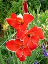 300x Gladiolen 'Atom primulinus' - BULBi® bloembollen en planten met bloeigarantie