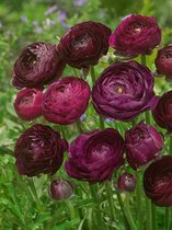 250x Ranonkel 'Ranunculus purple'  - BULBi® bloembollen en planten met bloeigarantie