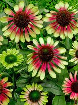 6x Zonnehoed 'Echinacea green twister' - BULBi® bloembollen en planten met bloeigarantie