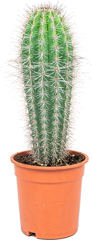 In de genade van Grijp Stroomopwaarts Trybes | cactus | bol.com