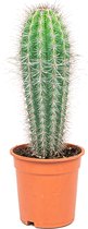 Trybes | cactus