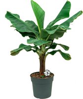 Musa Dwarf Cavendish | Bananenplant