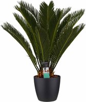 Cycas Revoluta met Elho brussels black ↨ 65cm - hoge kwaliteit planten