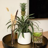 ZynesFlora - Ananasplant - 2 Stuks - Ø 12 cm - Hoogte: 30 - 40cm - Luchtzuiverend - Kamerplant