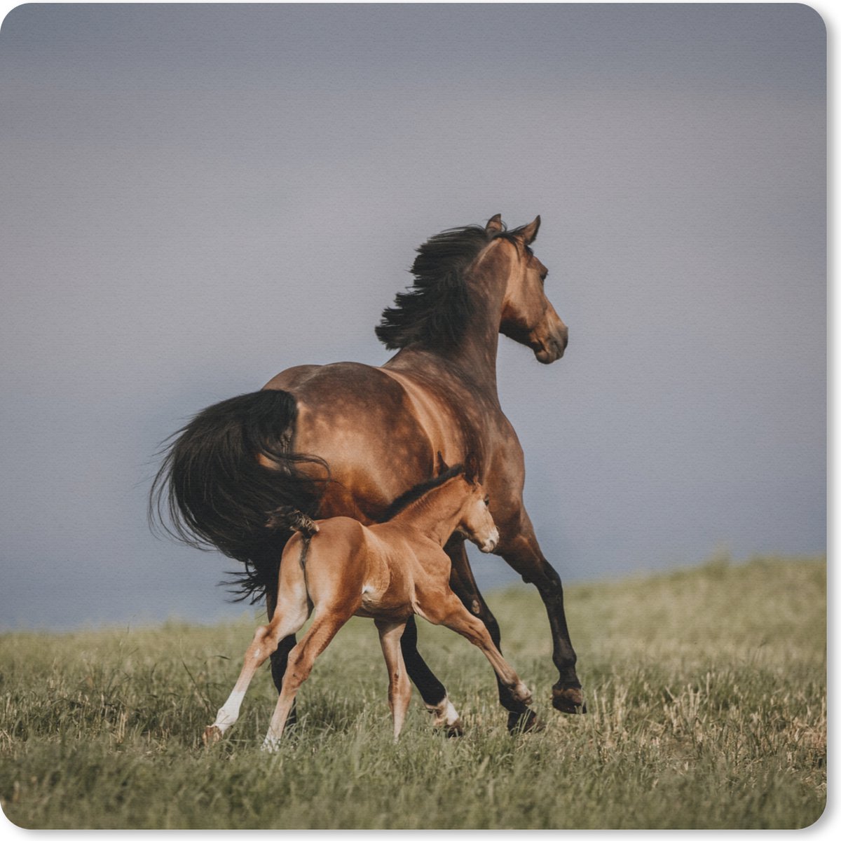 Muismat 20x20 cm - Mousepad Dieren - Paarden - Veulen - Muismatten
