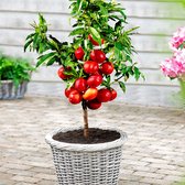 Nectarine boom - Prunus persica "Fantasia" - Tuinfruit - Fruitboom - Winterhard - Hoogte 70-80cm - pot-Ø 19 cm