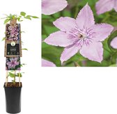 Klimplant Clematis Hagley Hybrid  - Roze Bosrank