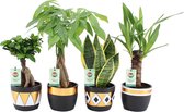 Amazone Green mix - Ginseng, Pachira, Sansevieria, Yucca ↨ 35cm - 4 stuks - hoge kwaliteit planten