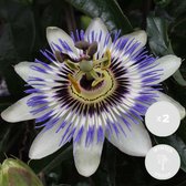 2x Passiflora caerulea – Passiebloem – Klimplant – Winterhard - ⌀15 cm -  60-70 cm