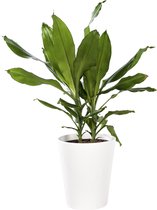 Plant in hydrocultuur systeem van Botanicly: Drakenboom met weinig onderhoud – Hoogte: 20 cm – Dracaena fragr. Janet Lind