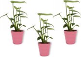 3x Kamerplant Monstera Deliciosa Tauerii – Gatenplant - ± 35cm hoog – 12 cm diameter  - in roze pot