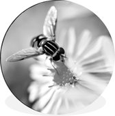 WallCircle - Wall Circle - Wall Circle - Une abeille se pose sur une fleur d'aster - noir et blanc - Aluminium - Dibond - 90x90 cm - Intérieur et Extérieur