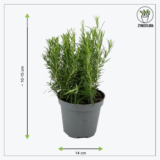 ZynesFlora - Italiaanse Kruidenplanten - 8 Stuks - Ø 12 cm - Hoogte: 12-15 cm - Buitenplant - Kamerplant - Tuinkruiden