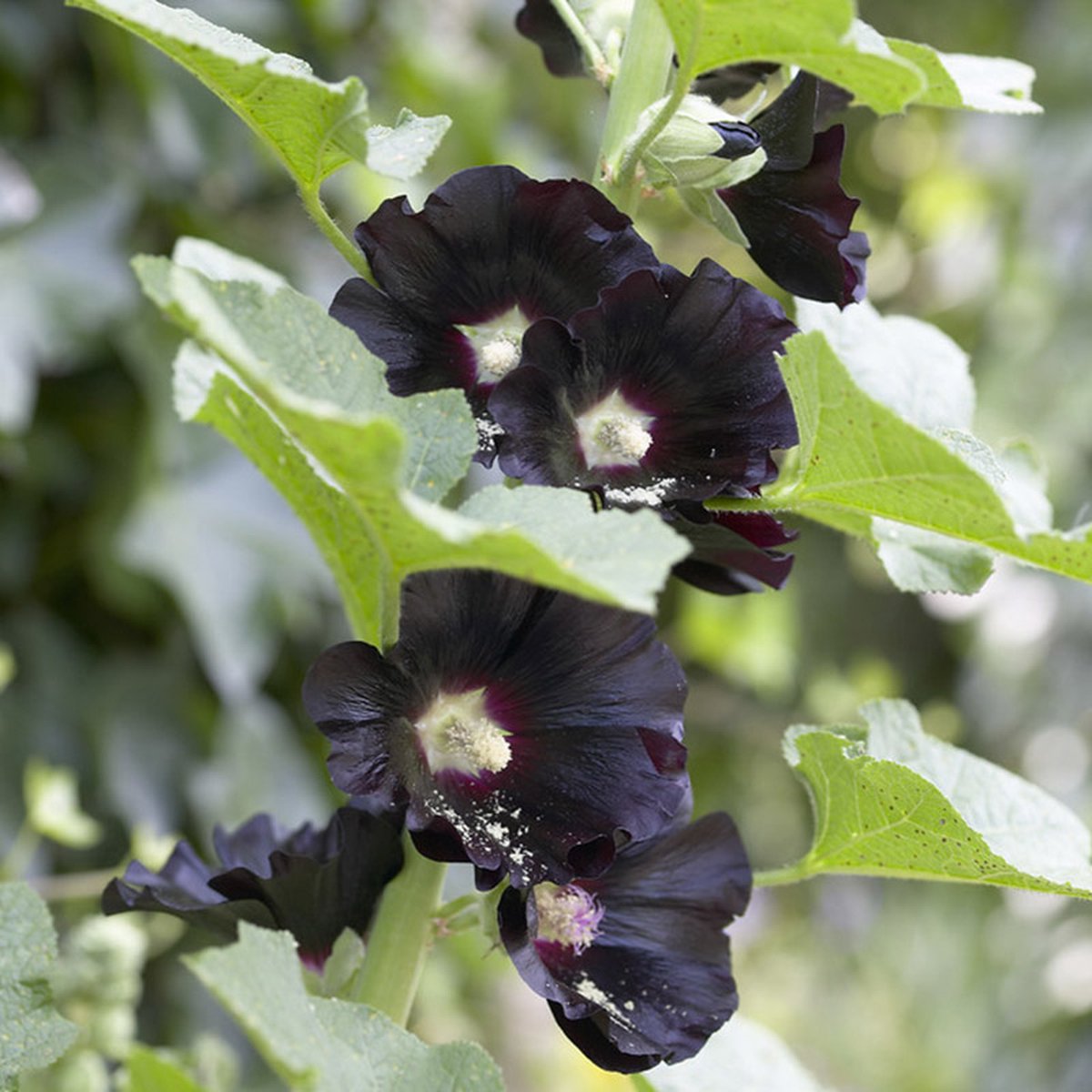 Stokroos (Alcea rosea) 'Nigra'