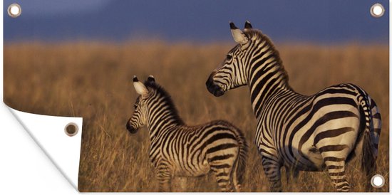 Tuinposter Moeder en baby zebra - 80x40 cm - Wanddecoratie Buiten - Tuinposter - Tuindoek - Schuttingposter - Tuinschilderij