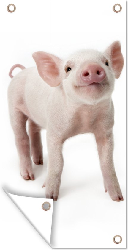 Affiche de clôture Cochon - Animaux - Wit - 100x200 cm - Toile de jardin