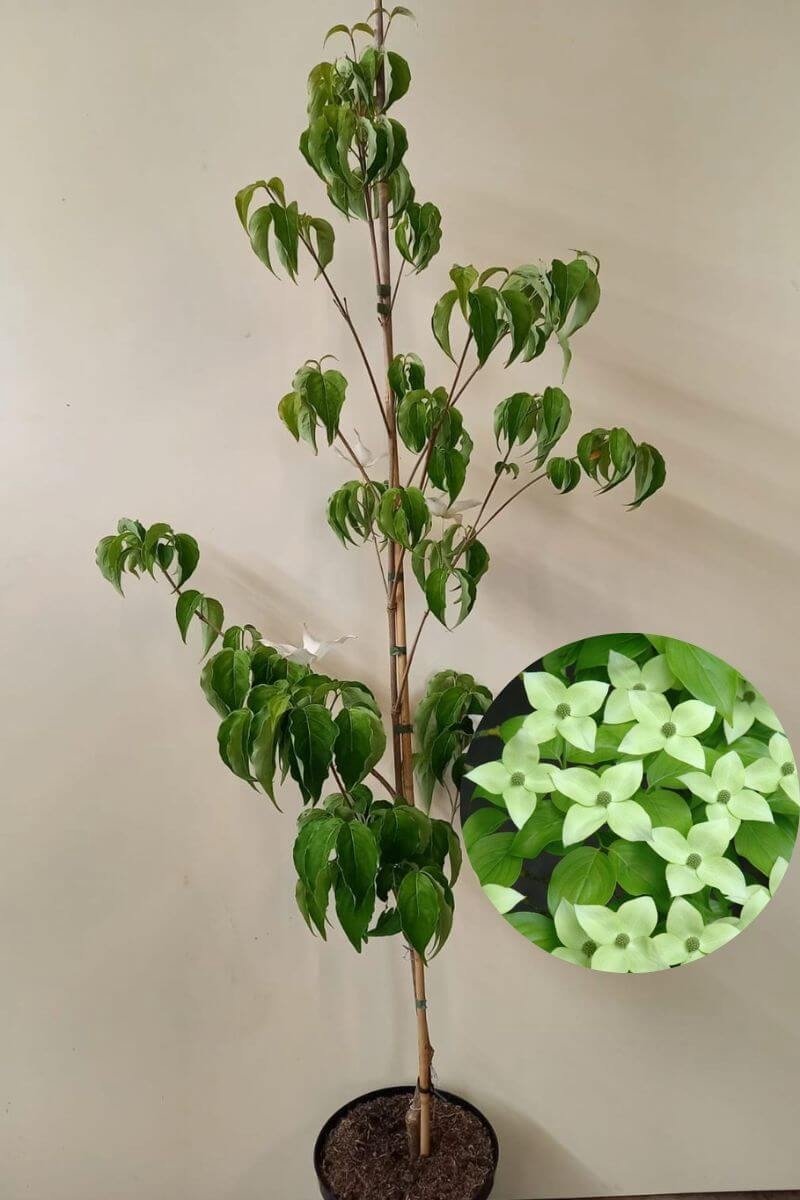 Jonge Grootbloemige Japanse Kornoelje boom | Cornus kousa 'Milky Way' | 100-150cm hoogte