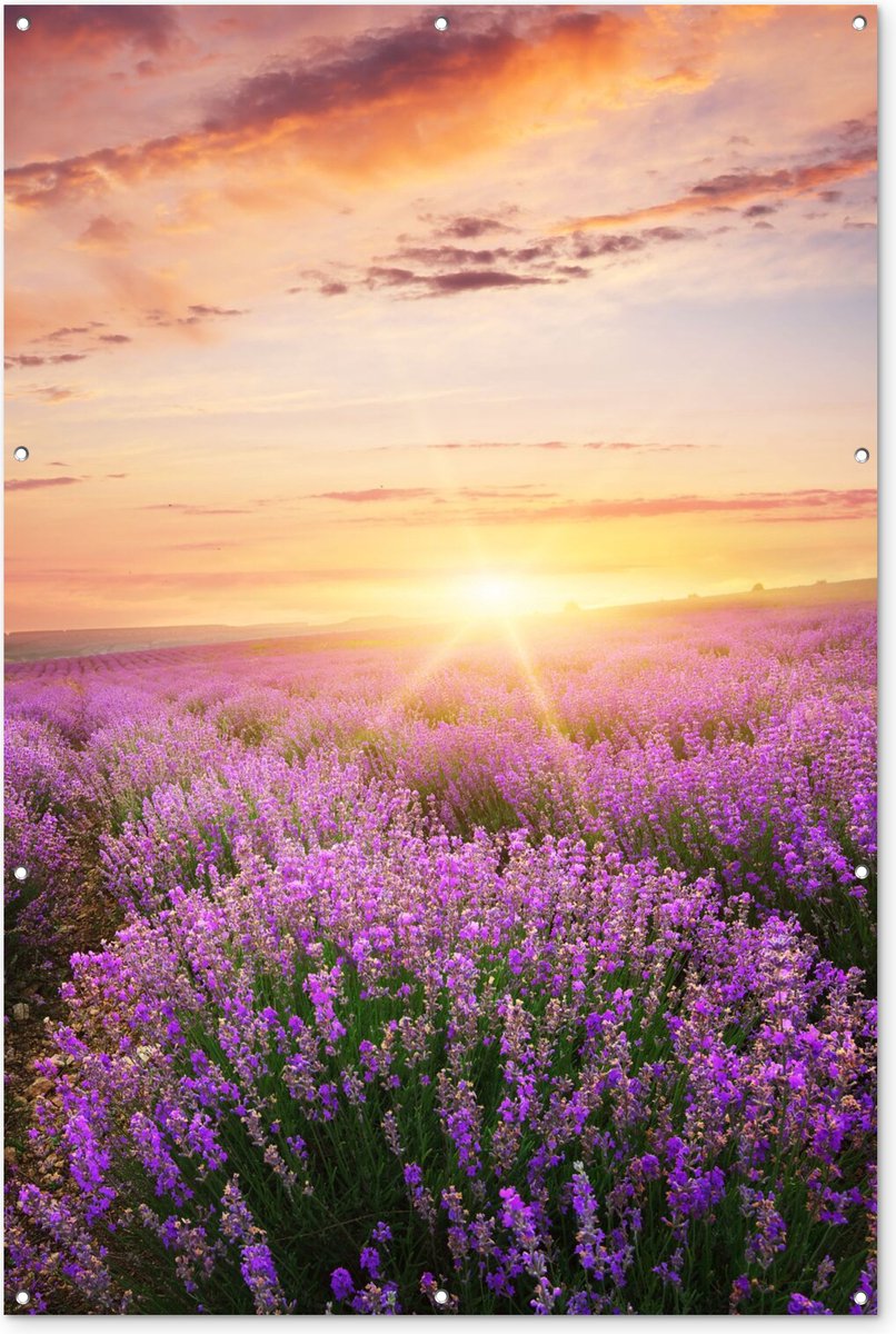 Tuinposter - 120x80 cm - Lavendel - Zon - Bloemen