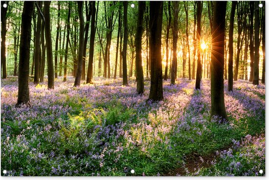 Zonlicht dat door bomen schijnt op een bosbodem bedekt met paarse bloemen.