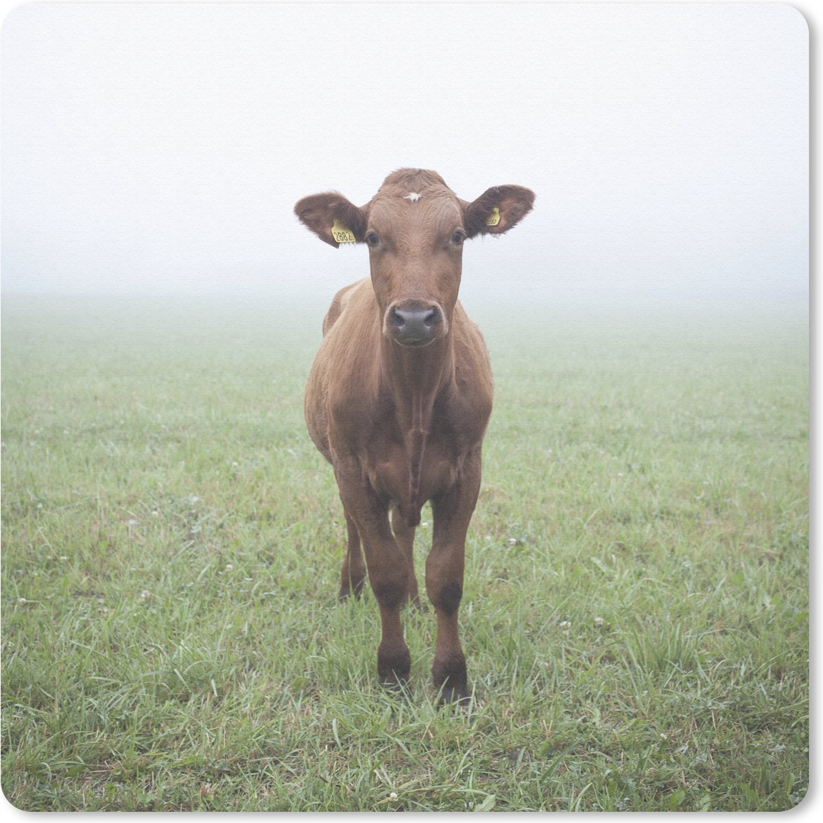 Muismat 20x20 cm - Mousepad Koe - Mist - Gras - Muismatten
