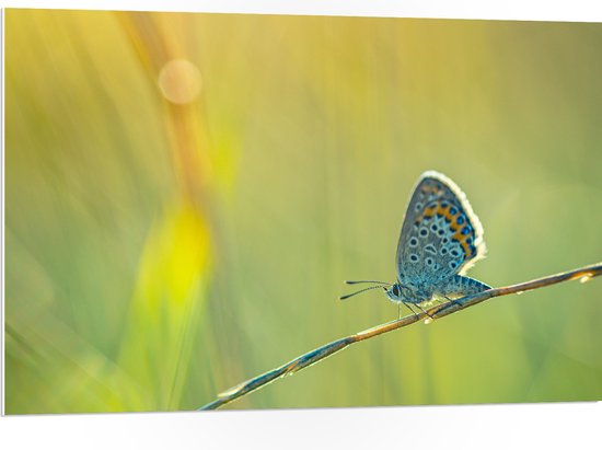 PVC Schuimplaat - Vlinder met Blauwe Vleugels lopend over Tak tussen Planten - 105x70 cm Foto op PVC Schuimplaat (Met Ophangsysteem)