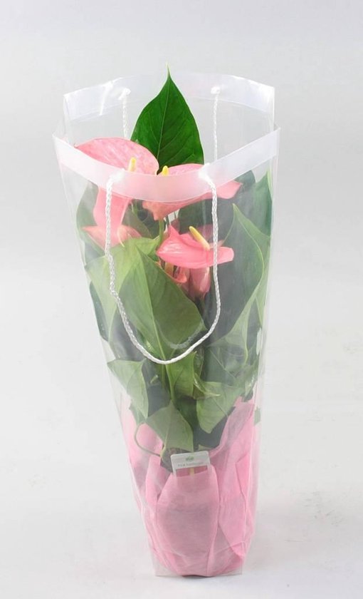 Anthurium Pink Explosion (in wit geribbeld), 55 CM hoog, 19 CM potdiameter  | bol