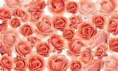 Flowers Roses Red Photo Wallcovering