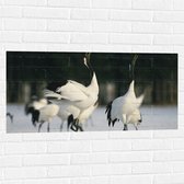 Muursticker - Fluitende Kraanvogels in landschap Vol met Sneeuw - 100x50 cm Foto op Muursticker