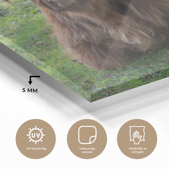 MuchoWow® Glasschilderij 180x120 cm - Schilderij acrylglas - Schotse Hooglander - Pad - Dieren - Foto op glas - Schilderijen