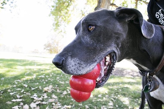 Grote grijze hond ligt in gras met rode KONG bal in zijn bek.