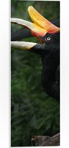 PVC Schuimplaat - Kleurrijke Neushoorn Vogel in het Bos - 20x60 cm Foto op PVC Schuimplaat (Met Ophangsysteem)