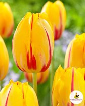 Ilovetulipa - Ilovedahlia Tulips La Courtine 12/+ (x10)