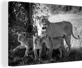 Tableau sur toile Lions dans la savanne - noir et blanc - 60x40 cm - Décoration murale