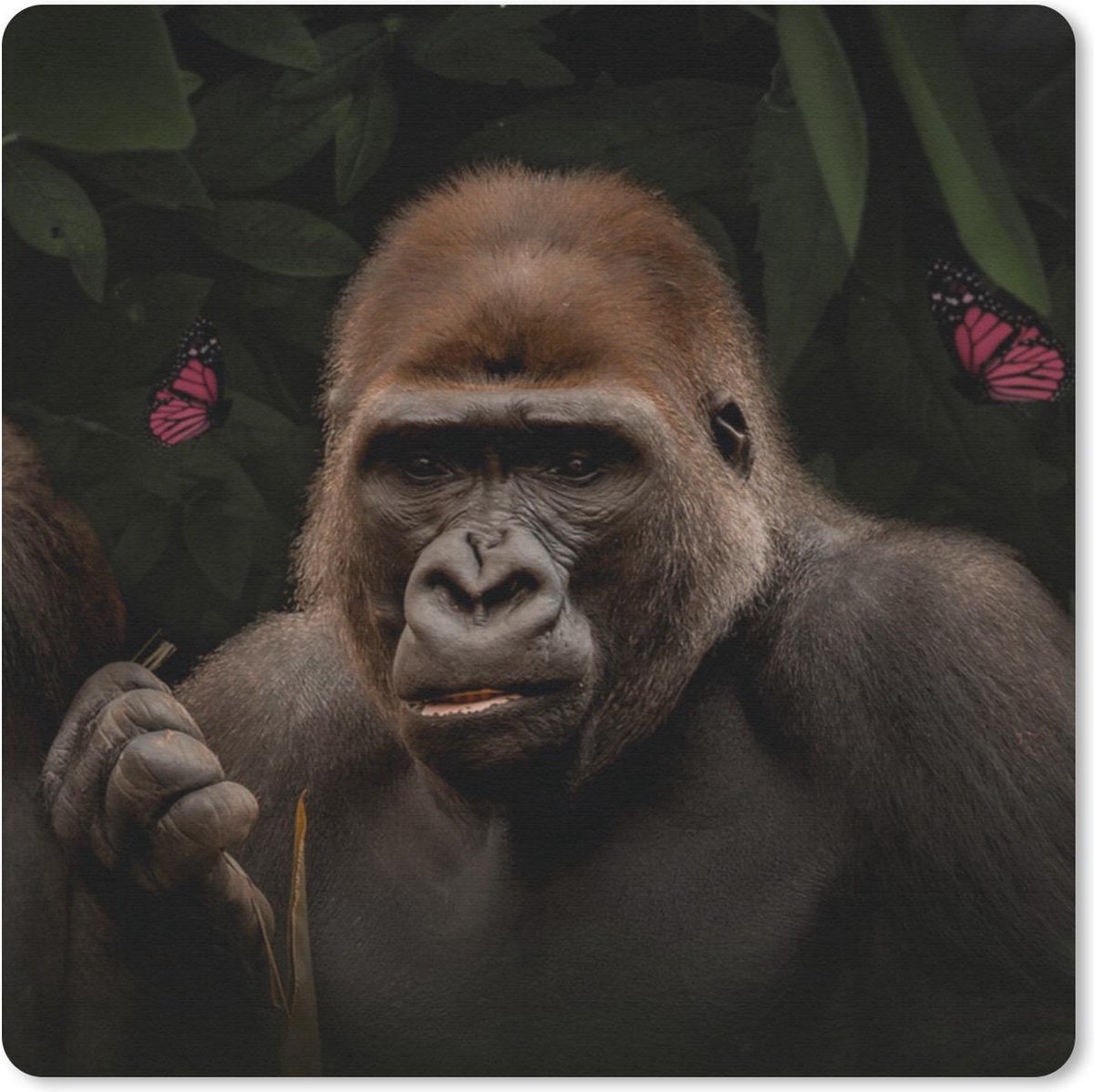 Muismat 20x20 cm - Mousepad Vlinders - Aap - Jungle - Muismatten