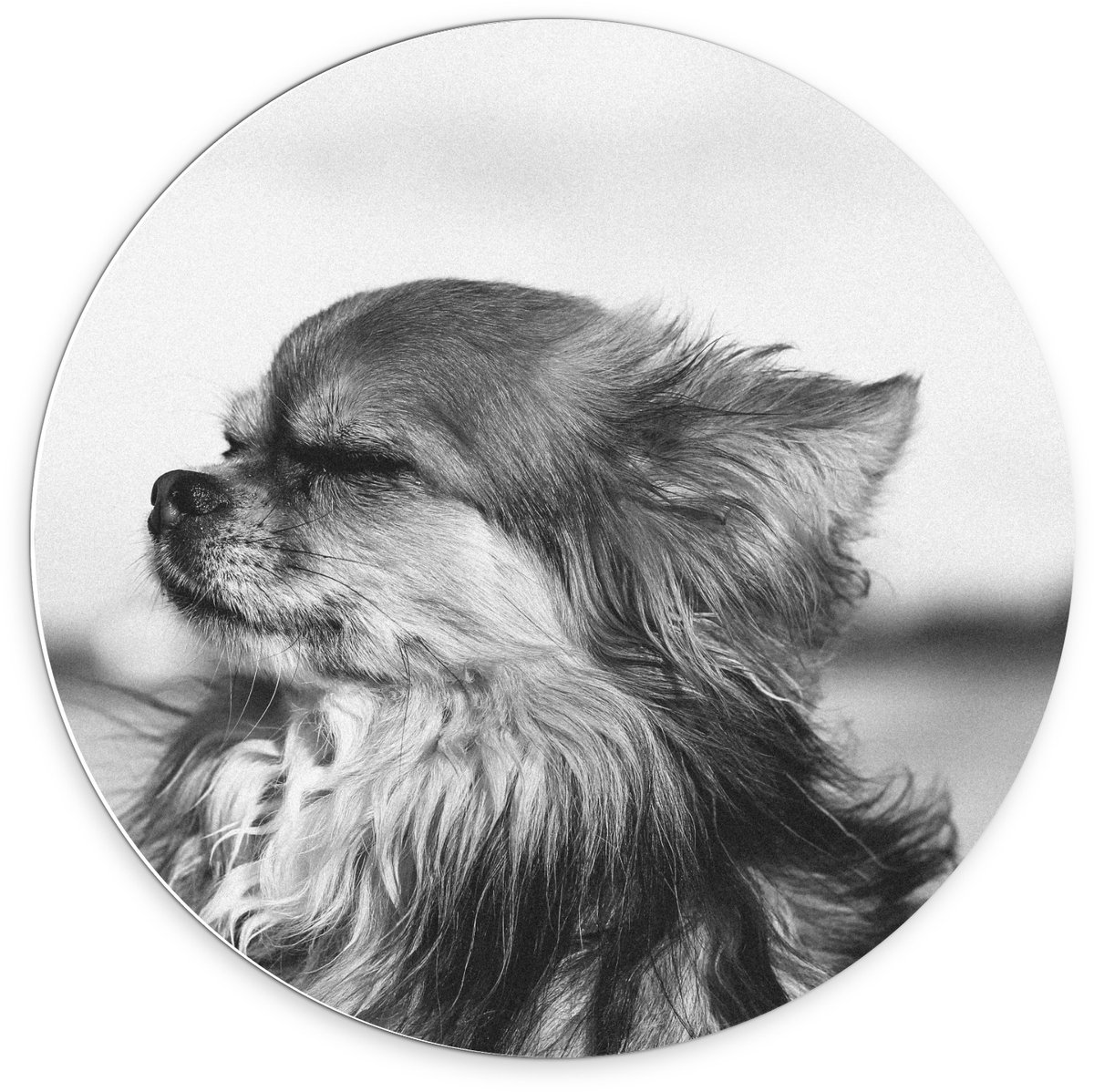 KuijsFotoprint Forex Wandcirkel - Klein Hondje in Zwart Wit - 70x70cm Foto op Wandcirkel (met ophangsysteem)